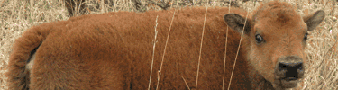 Bison Calf